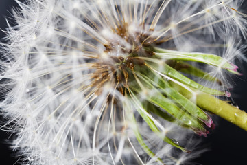 Fluffy white dandelion details with water drops on dark background. Closeup, selective focus