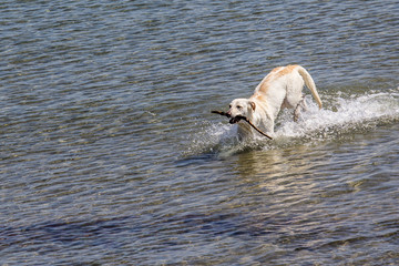 Dog playing with a stick by the sea