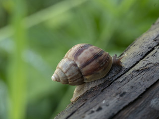 snail