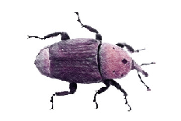 Weevil. Isolated on white background. Vector illustration.