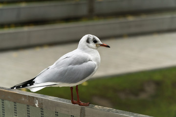 Seagull