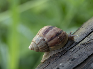 snail