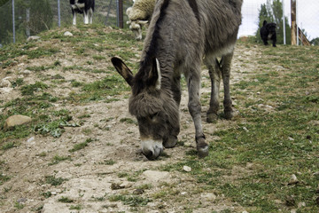 Donkey in field