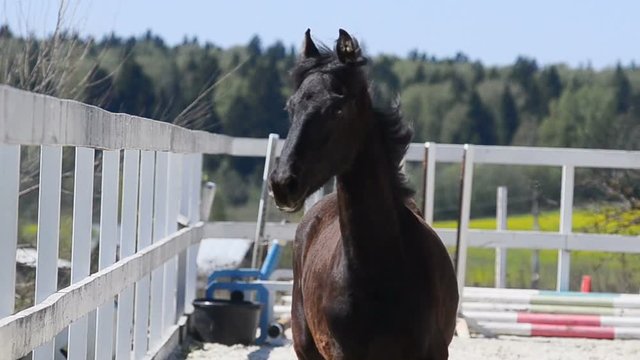 Frisian colt in paddock portrait