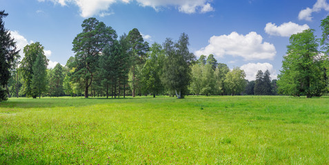 Glade in park covered with grass against of trees