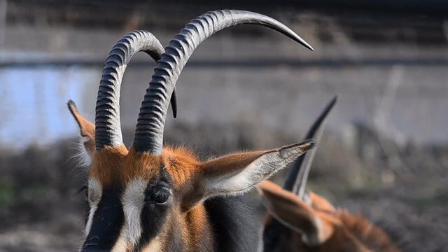 Sable antelopes, view of horns