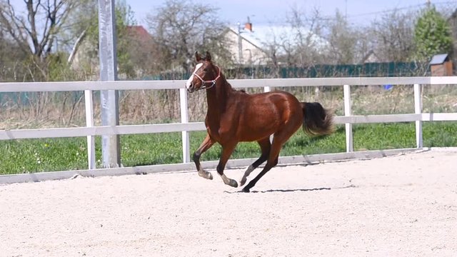  Young bay horse runs gallop in paddock