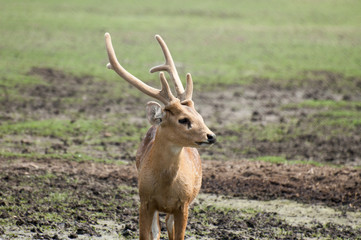 Stag is looking for other fellows