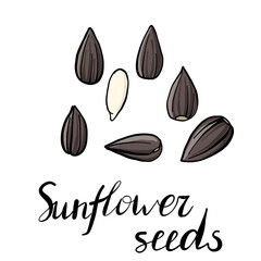 vector drawing sunflower seeds