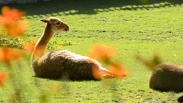 Cute small vicuna laying on a green lawn