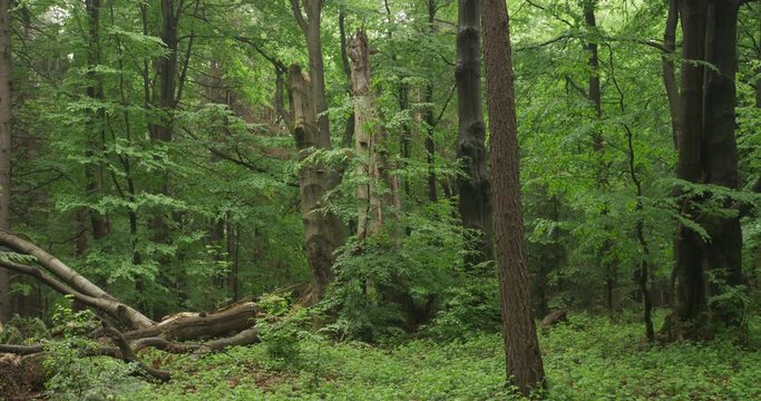 Beechwood, old forest with lying branches, 4k