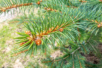 Close-up of a branch of a pine.