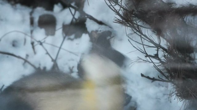 Yellow-throated marten in winter
