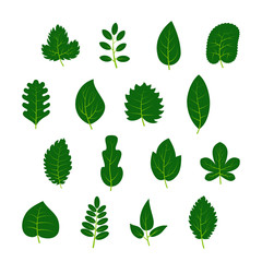 Set of sixteen green leaves on white background. Vector illustration
