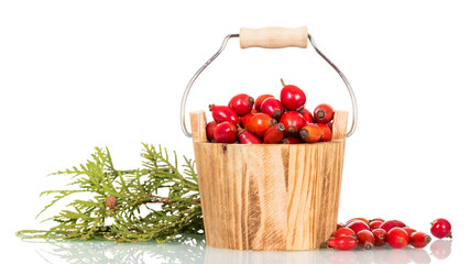 Full wooden bucket briar, next to green twig isolated on white