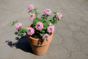 pink flower