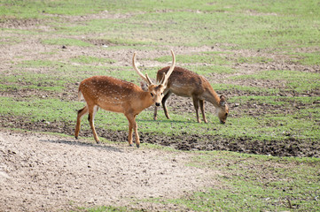 Naklejka na ściany i meble A stag is showing his horns and female deer is grazing