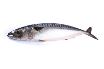 Mackerel fish on a white background (isolated). Close up