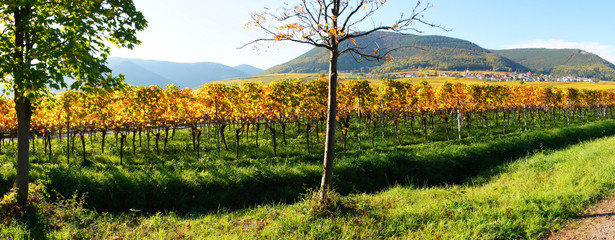 Weinberge Weyher in der Pfalz im Herbst Panorama mit bunten Weinbergen

