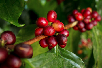 Coffee berries (cherries) grow in clusters along the branch of the coffee tree in organic plantation.