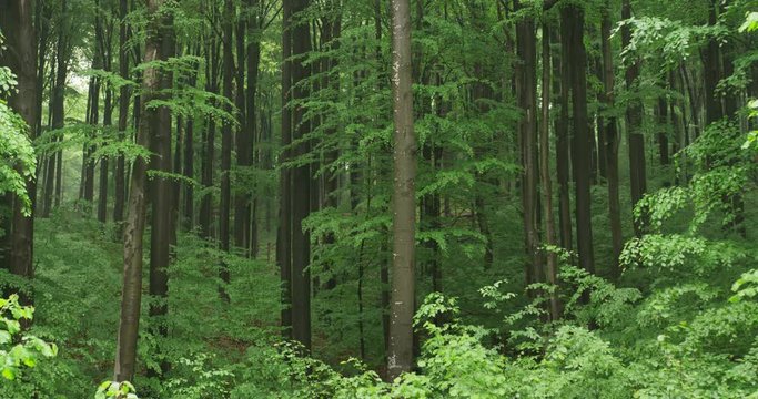 Timelaps of the beechwood forest, 4k