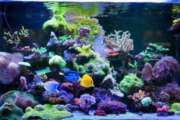 Home Coral reef aquarium