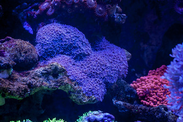 Fototapeta premium Cornularia in Home Coral reef aquarium. Selective focus.