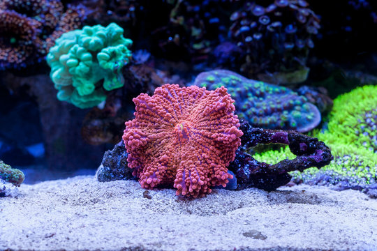 Ricordea Yuma in Home Coral reef aquarium. Selective focus.