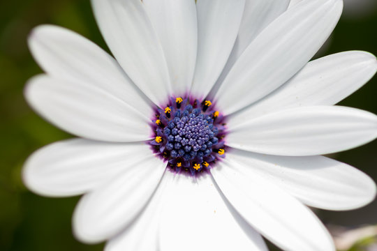 Macro flower