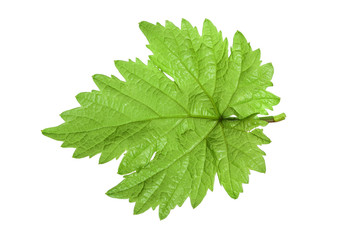Grape leaf isolated on the white background