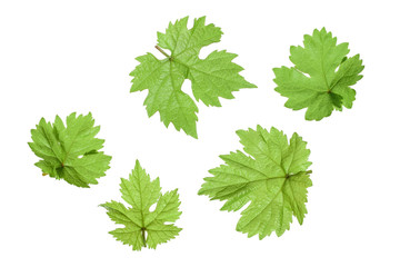 Grape leaf isolated on the white background