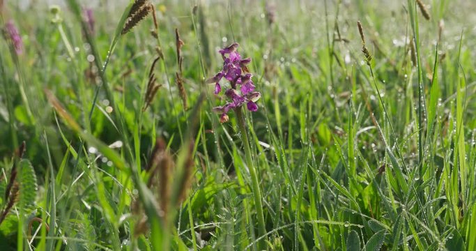 Dolly shot of the Orchis Mascula, spring, 4k