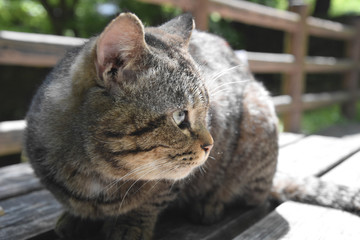 cat's eyes(side view) / トラねこの目線(横顔)