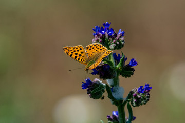 Queen of Spain Fritillary butterfly, (Issoria lathonia) ** Note: Shallow depth of field