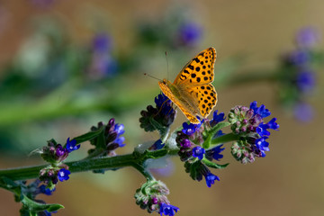 Queen of Spain Fritillary butterfly, (Issoria lathonia) ** Note: Shallow depth of field