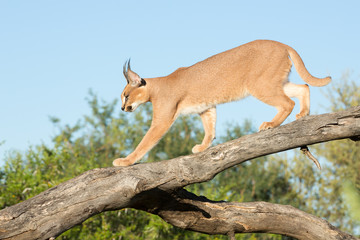Caracal, South Africa, walking on a tree branch
