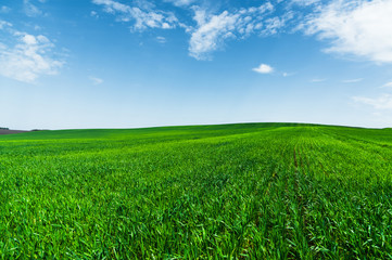 A green wheat field against a blue sky with clouds. Juicy Ful Color Green