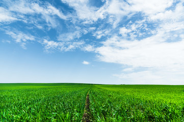 A green wheat field against a blue sky with clouds. Juicy Ful Color Green