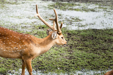 An young brown stag deer