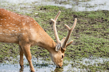 A brown deer drinking water from the river
