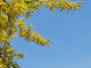 ヤマウルシの花