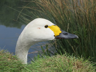 Obraz premium Bewick's swan