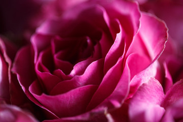 Fototapeta na wymiar Close-up macro photo of bouquet of roses