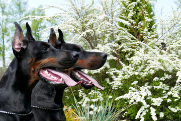 Couple of big black doberman dogs in the garden