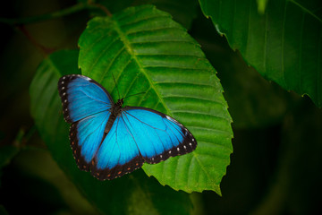 Blue morpho (morpho peleides) on green nature background.