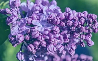 Branches of a lushly blossoming lilac.  Selective soft focus. Vintage style.
