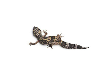 Leopard gecko