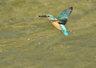 Obraz premium カワセミの捕食 