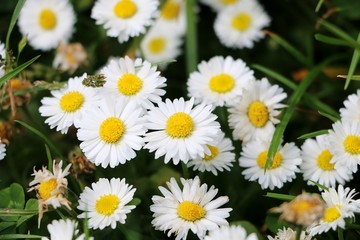 Fototapeta premium beautiful daisys in the garden