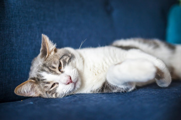 Fototapeta na wymiar Chat tigré allongé sur un canapé bleu